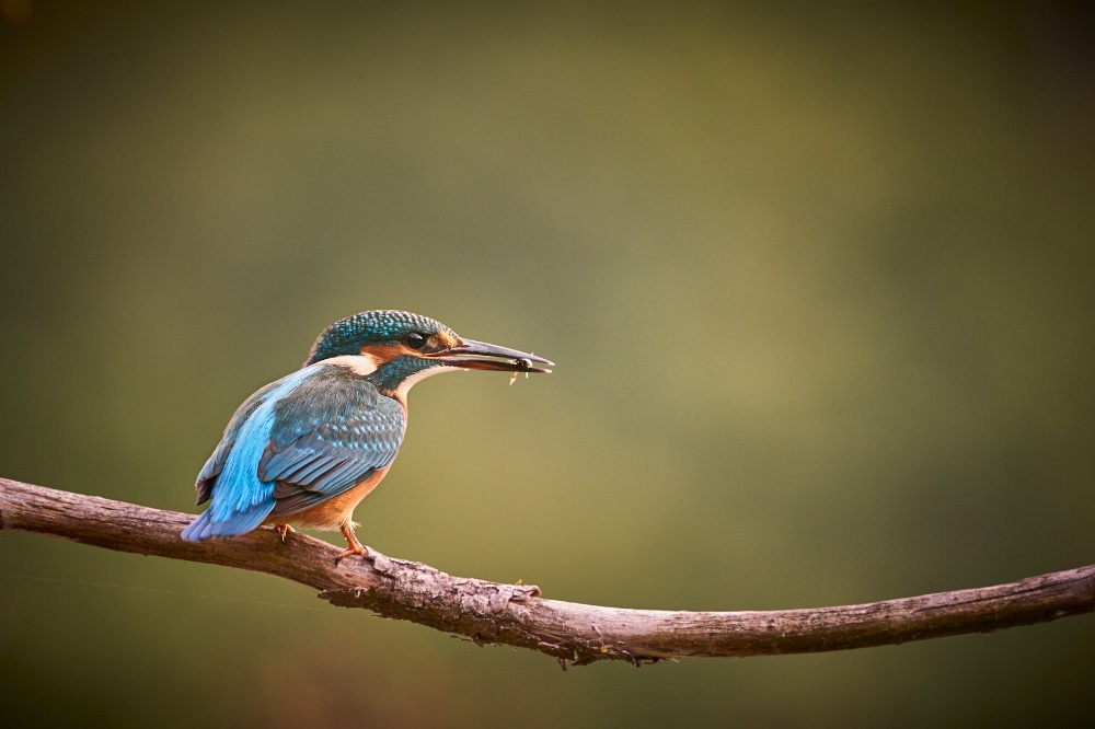 Eisvogel nach erfolgreichem Tauchgang