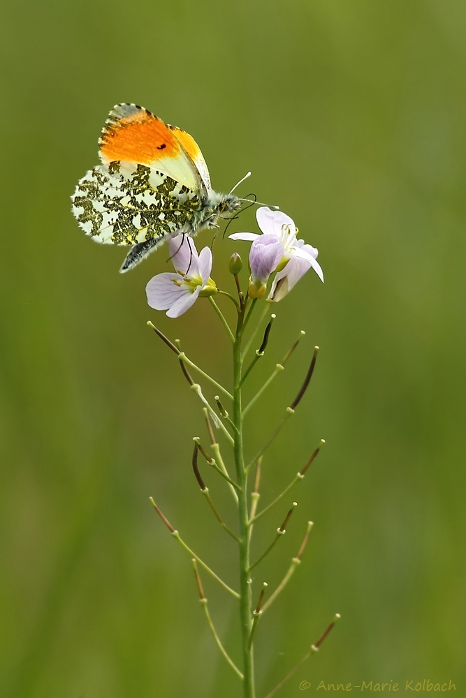Ein paar Blüten sind noch dran