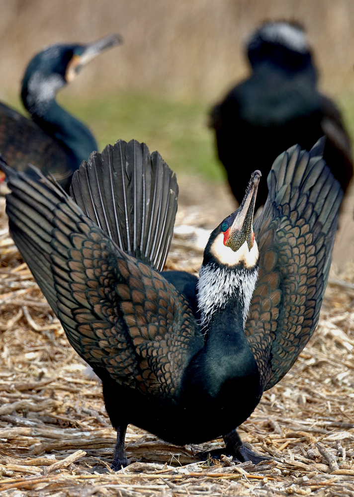 Flaggender Kormoran....