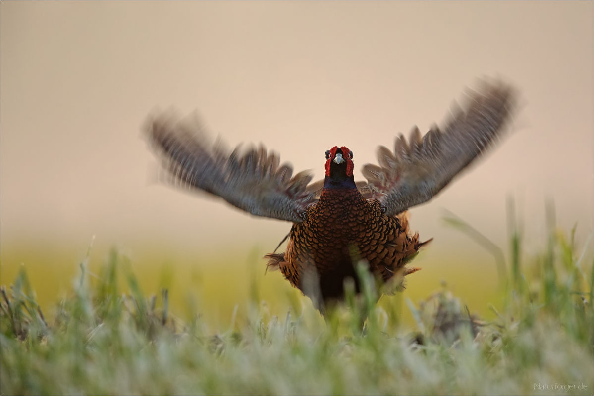 Schräger Vogel