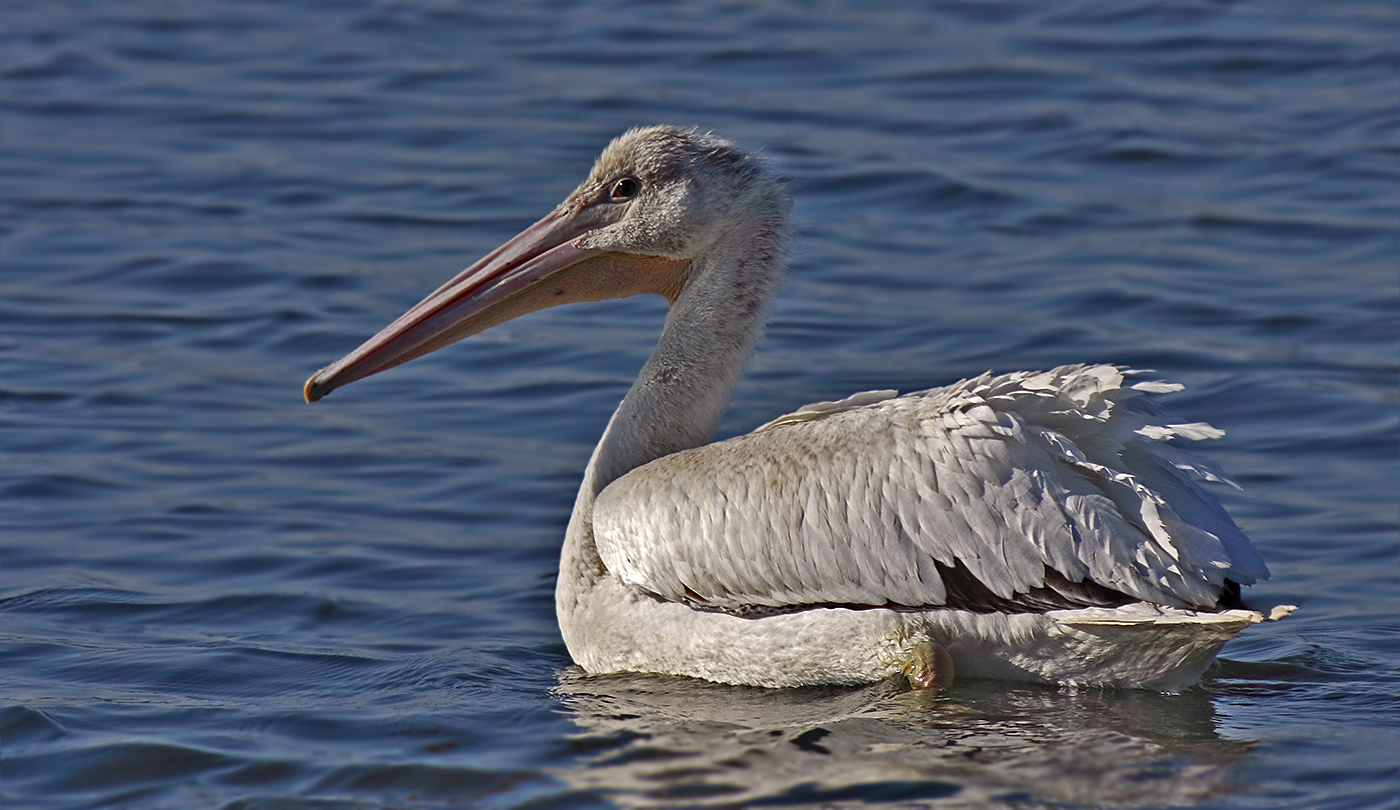 American white pelican (Pelecanus erythrorhynchos)