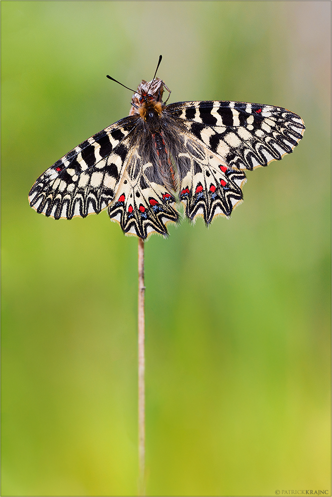 Osterluzeifalter