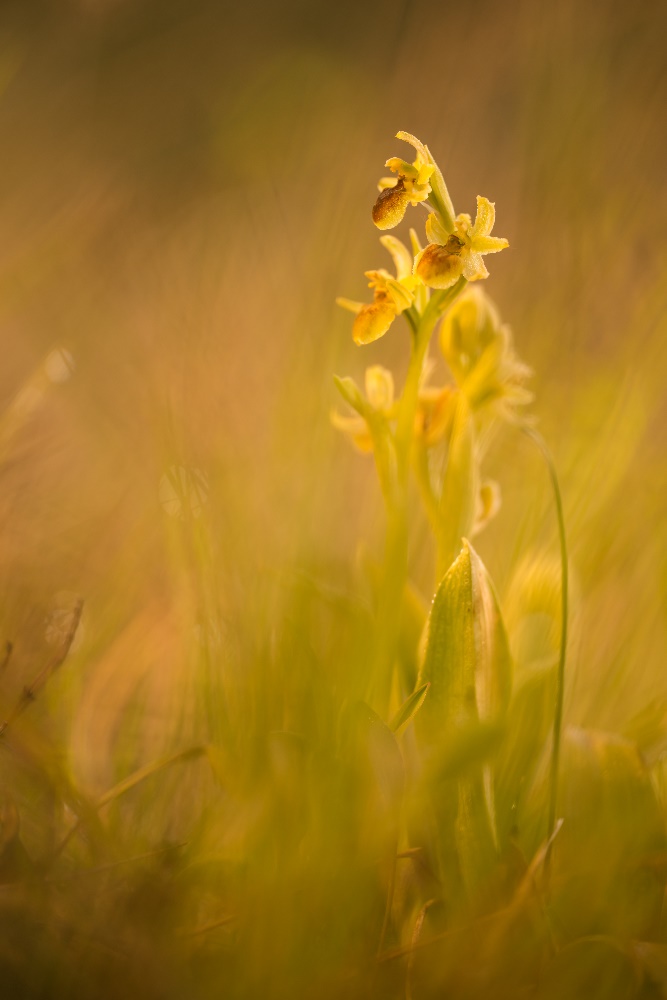 Ophrys araneola