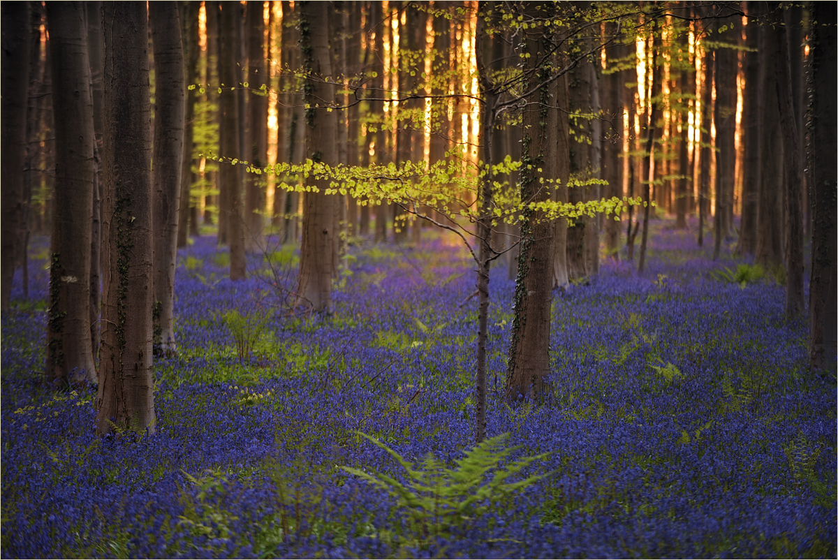 ~ blue bells ~