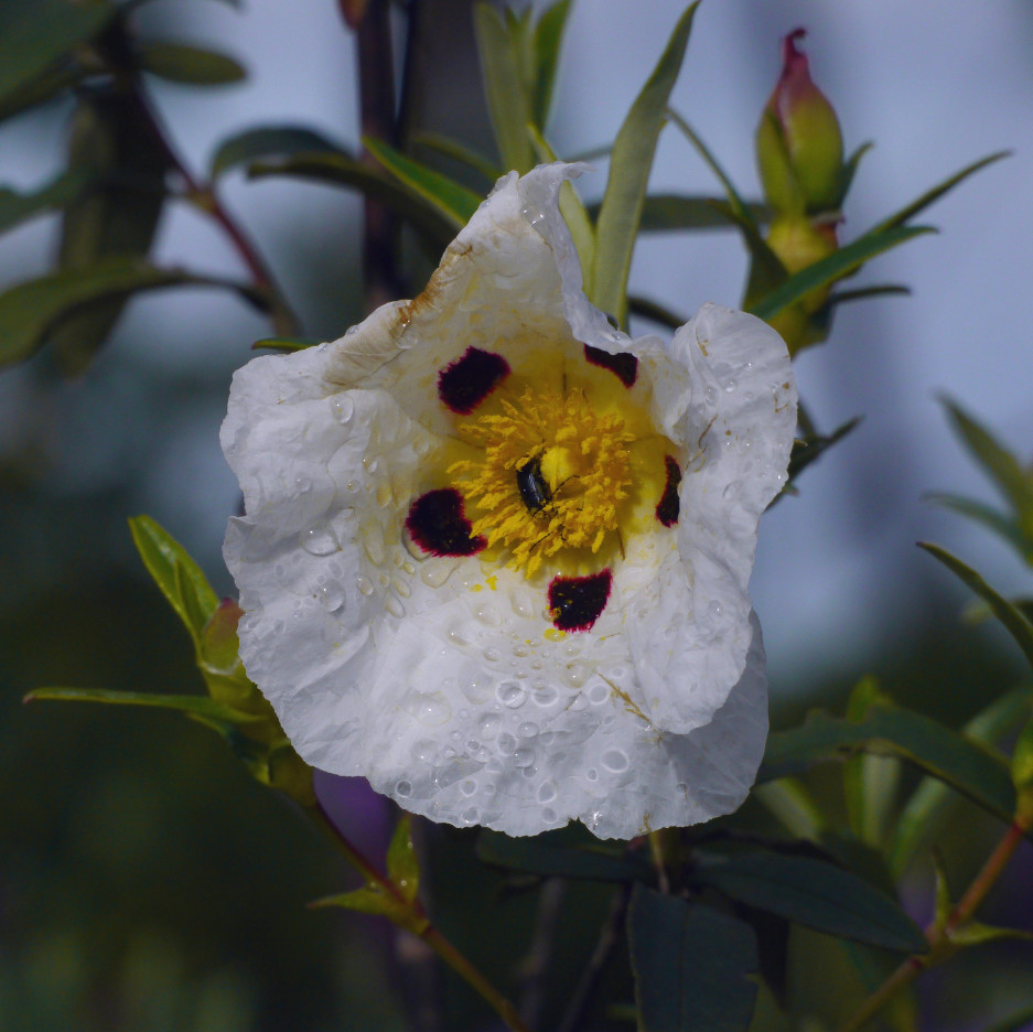 Exotische Blüte