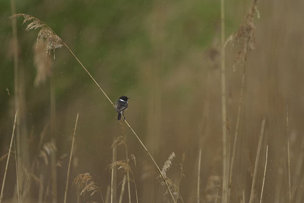 Schwarzkehlchen im verregneten Habitat