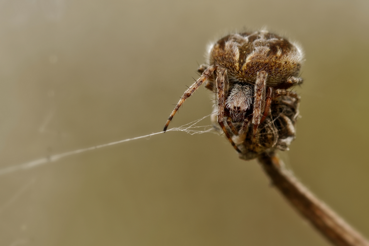 Gartenkreuzspinne (Araneus diadematus)