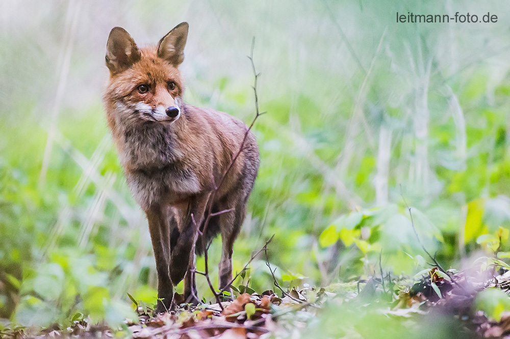 Rotfuchs im Naturschutzgebiet