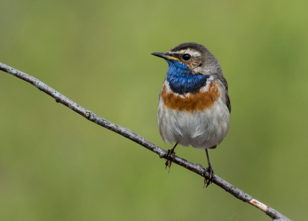 Blaukehlchen