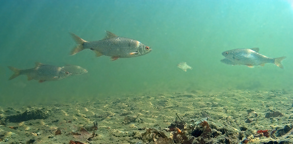 Fische in der Sandgrube.