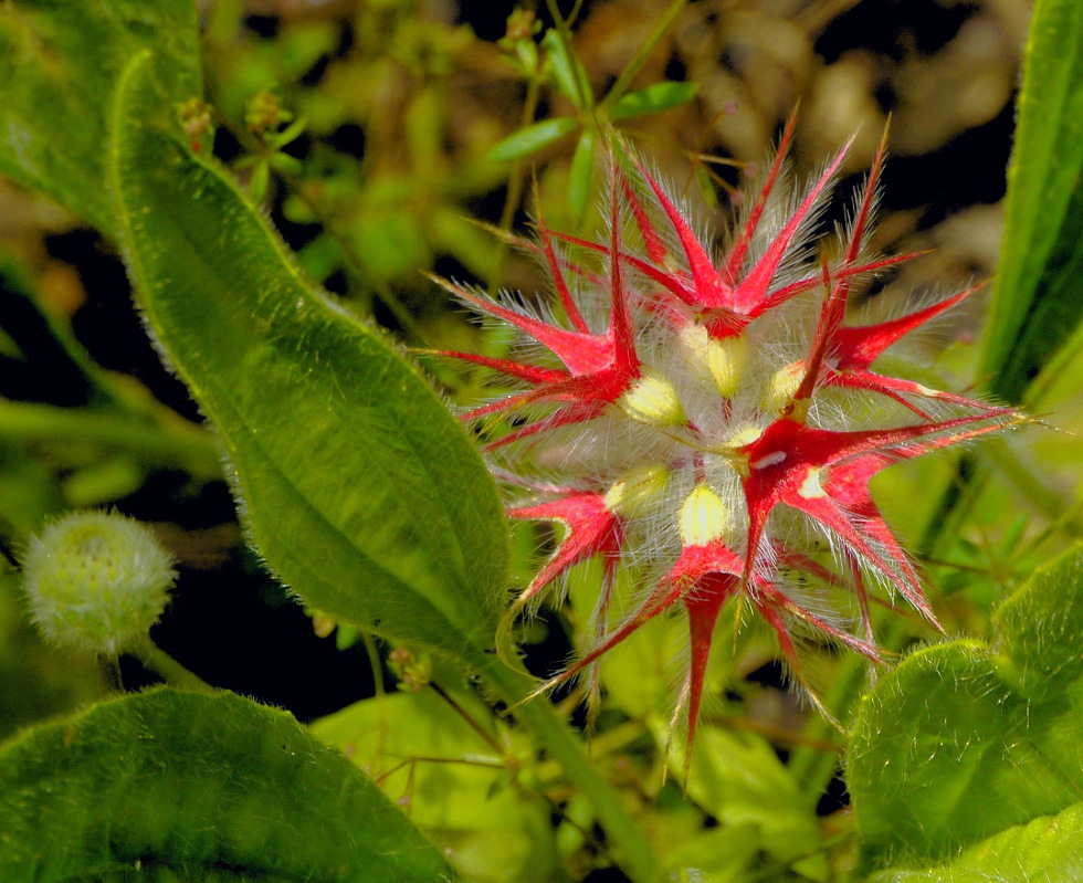 "Stachelblüte"