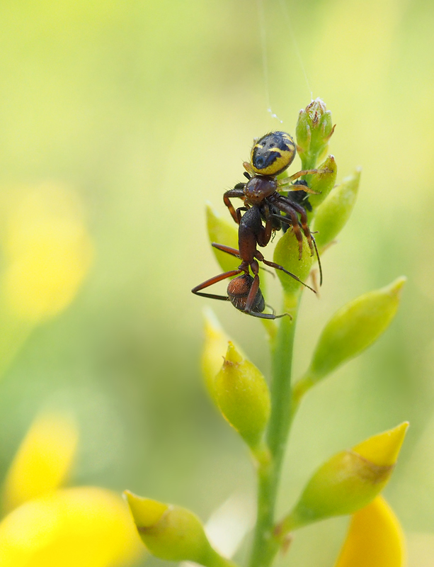 Kleines Drama (Synema globosum mit Ameise)