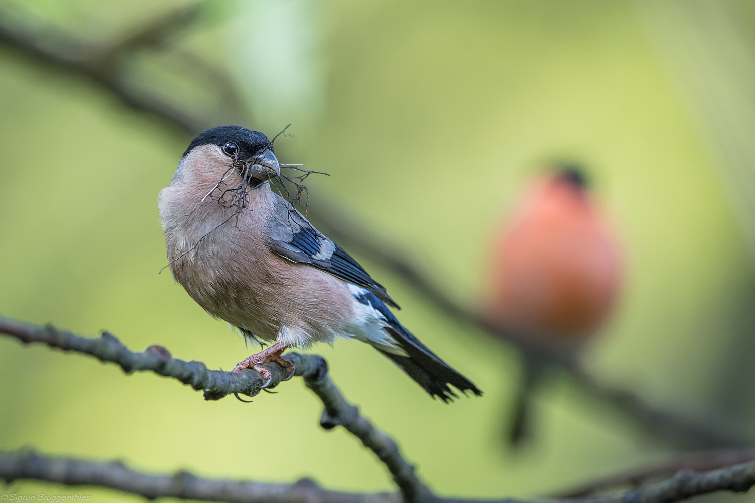 Nestbau