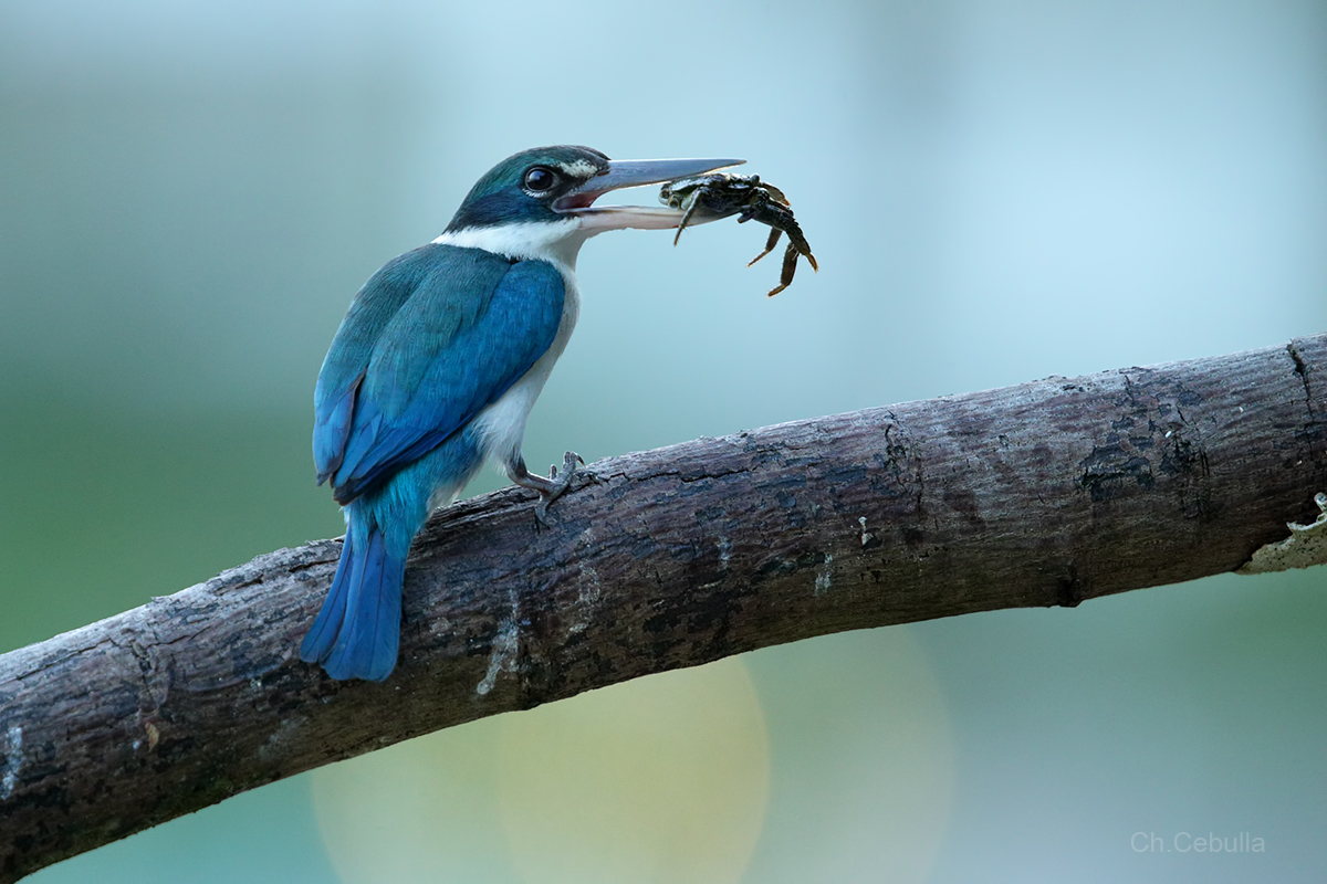 Thailand Eisvogel