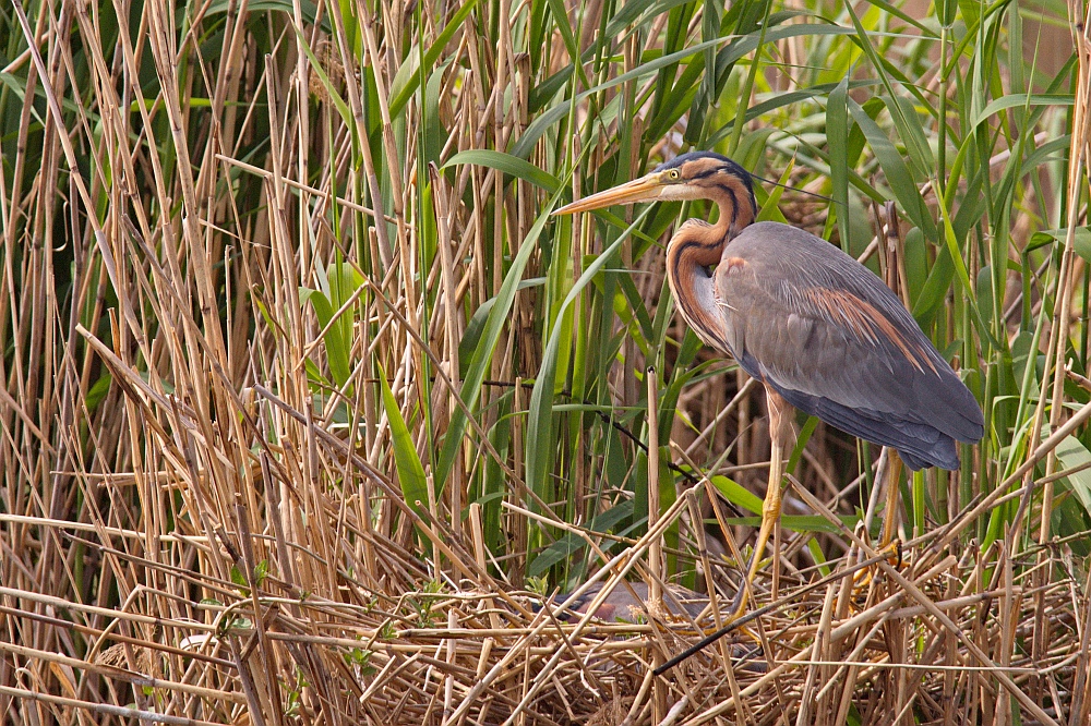 Purpurreiher am Nest