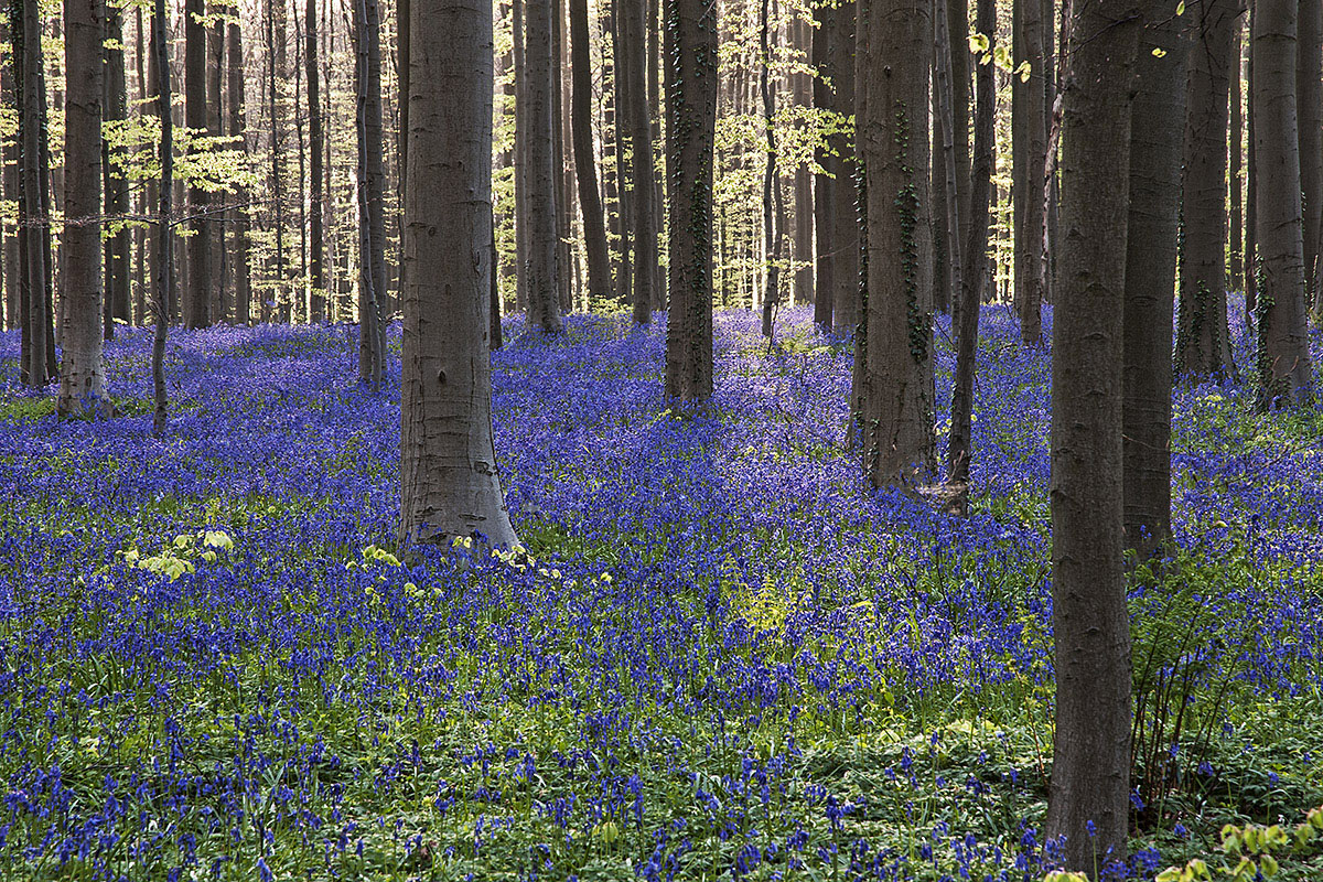 Zauberwald