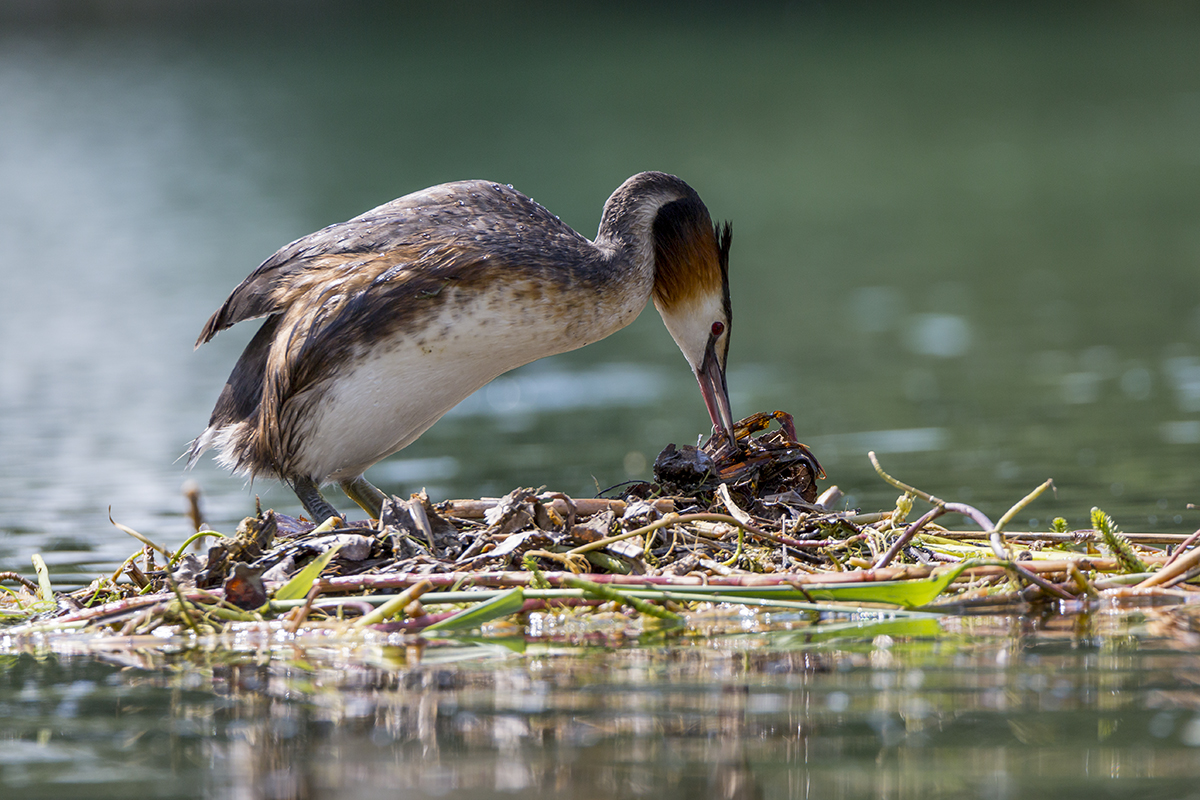 Nestbau