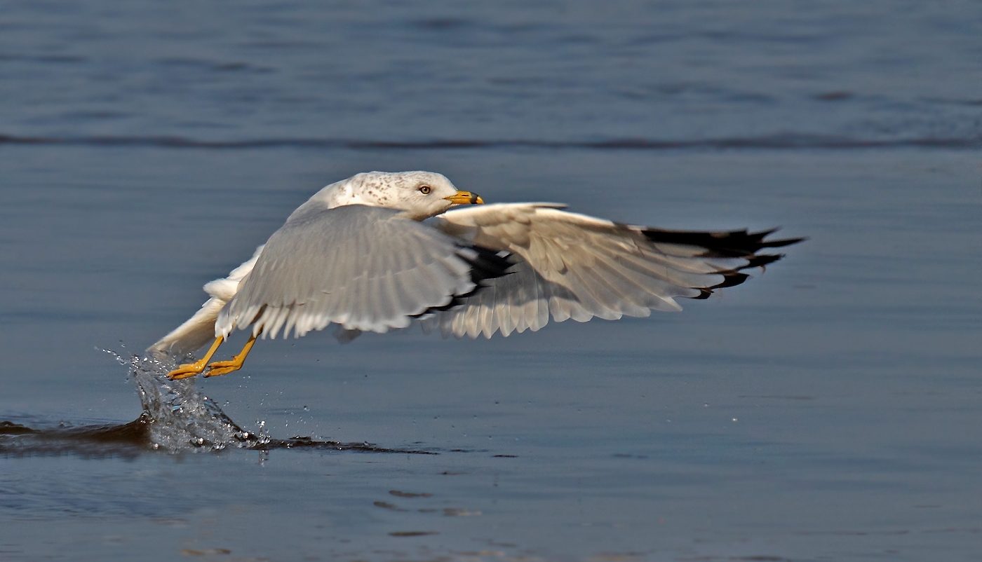 Ringschnabelmöwe - Larus delawarensis