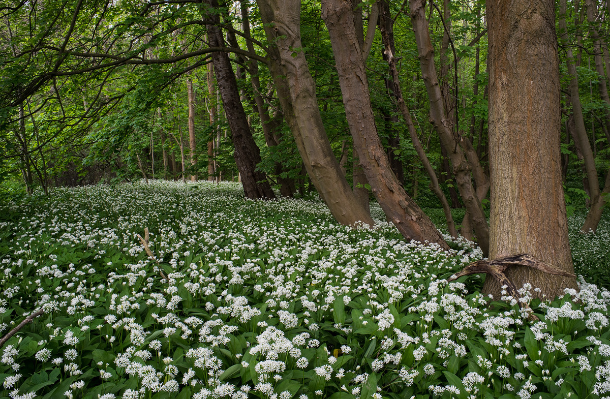 Im Bärlauchwald