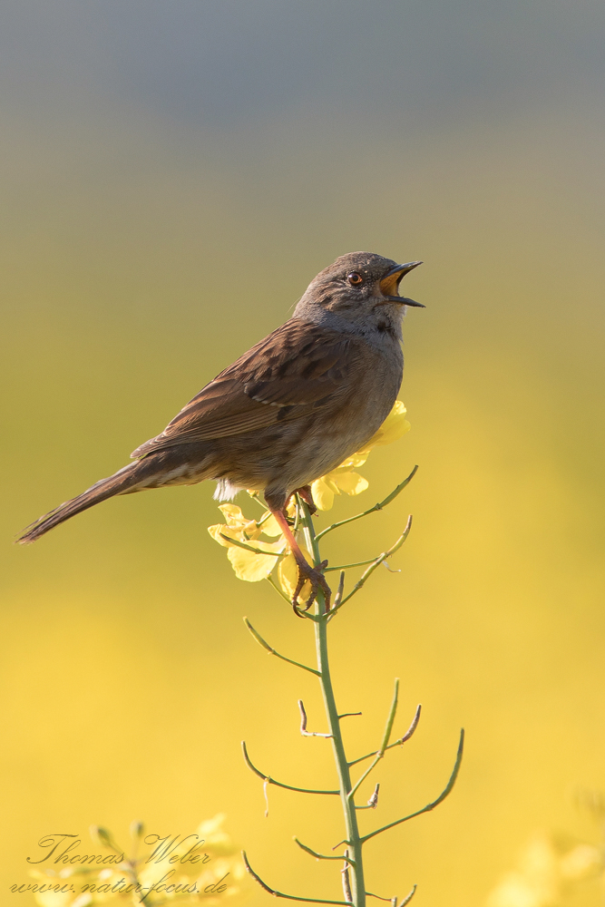 Heckenbraunelle (Prunella modularis)