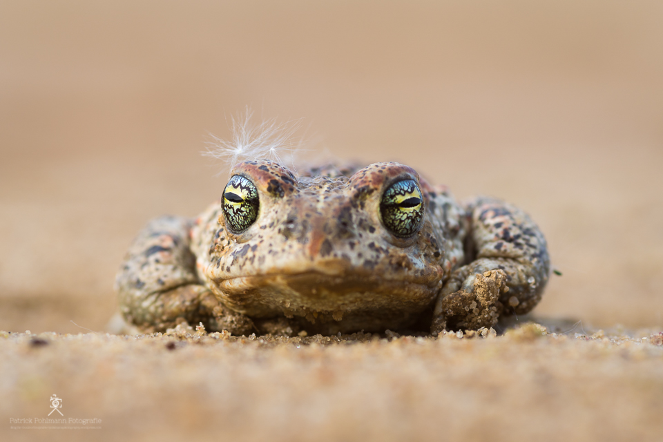 Kreuzkröte (Epidalea calamita) - All Glory to the Hypnotoad