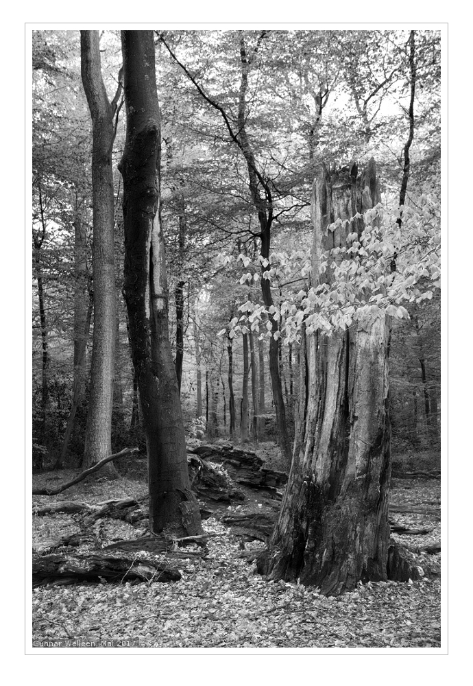 Verzweiflungstat -- oder: Hier bin ich Baum, hier darf ich