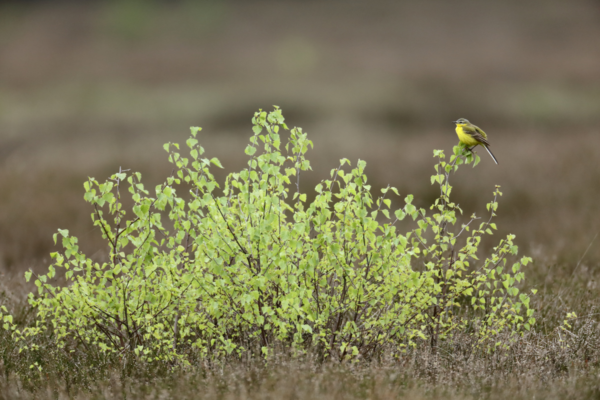 Frühling in der Heide...
