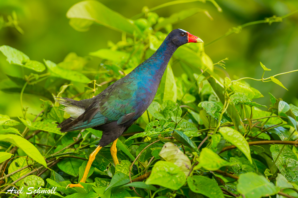 Zwergsultanshuhn aus Costa Rica