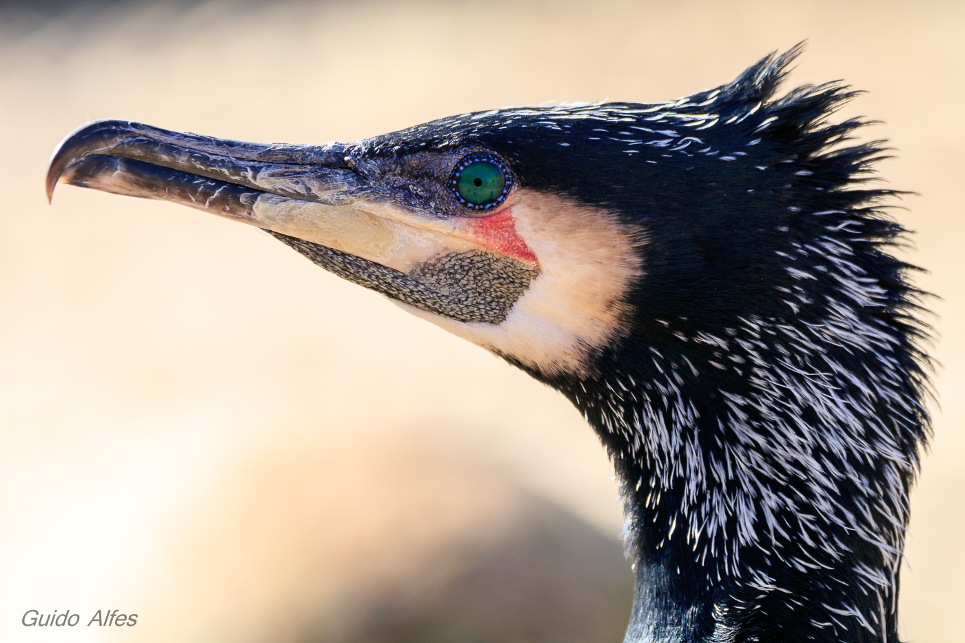 Kormoran