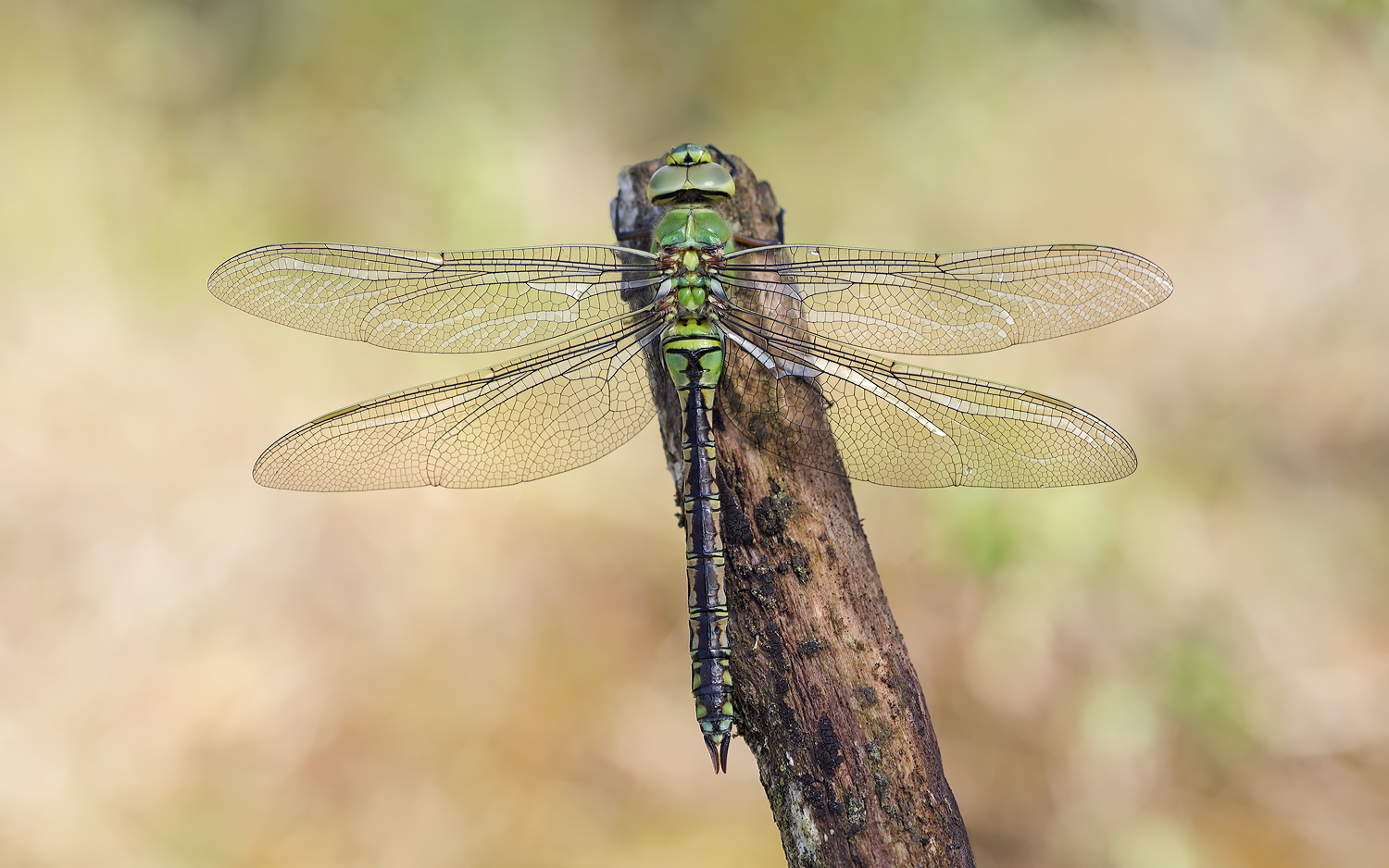 Anax imperator – Große Königslibelle