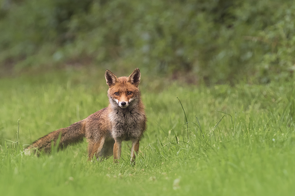 Fuchs Zeit im Ruhrgebiet