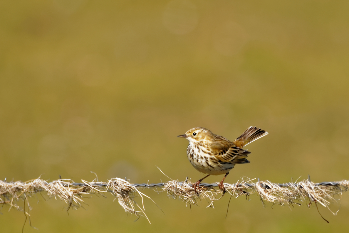 Wiesenpieper (Anthus pratensis)