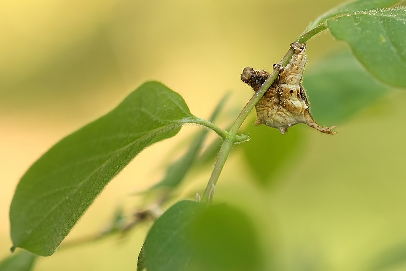 Fliederspanner