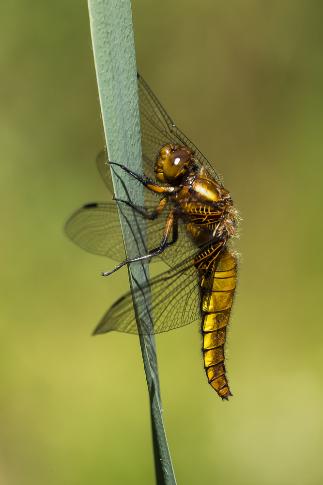 Plattbauchlibelle
