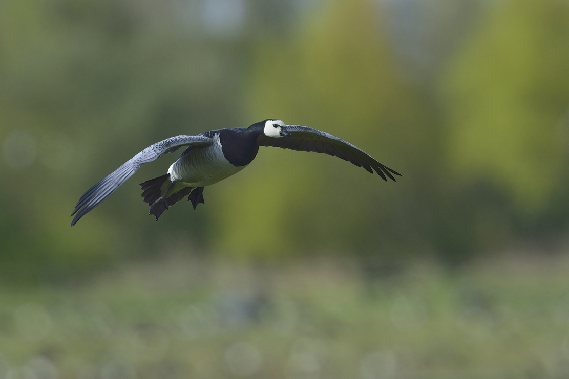 Nonnengans (branta leucopsis)