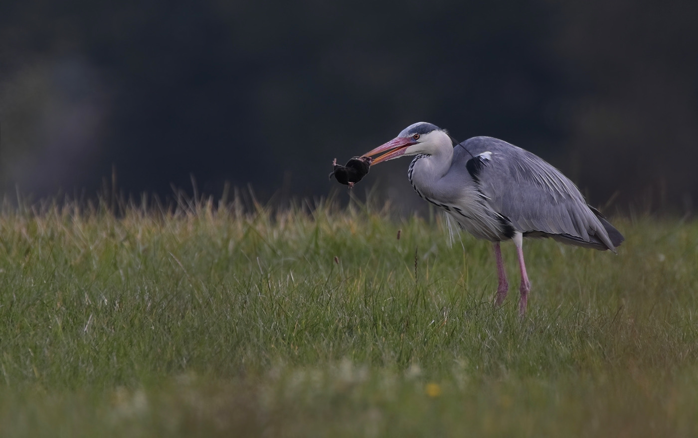 Graureiher - Ardea cinerea