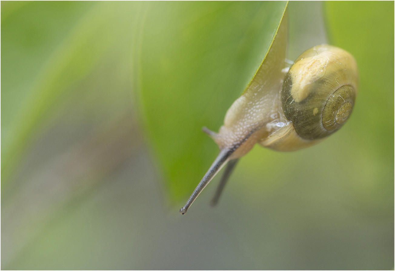 Die Schnecke