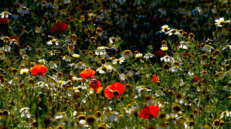 Wiesenblumenstück