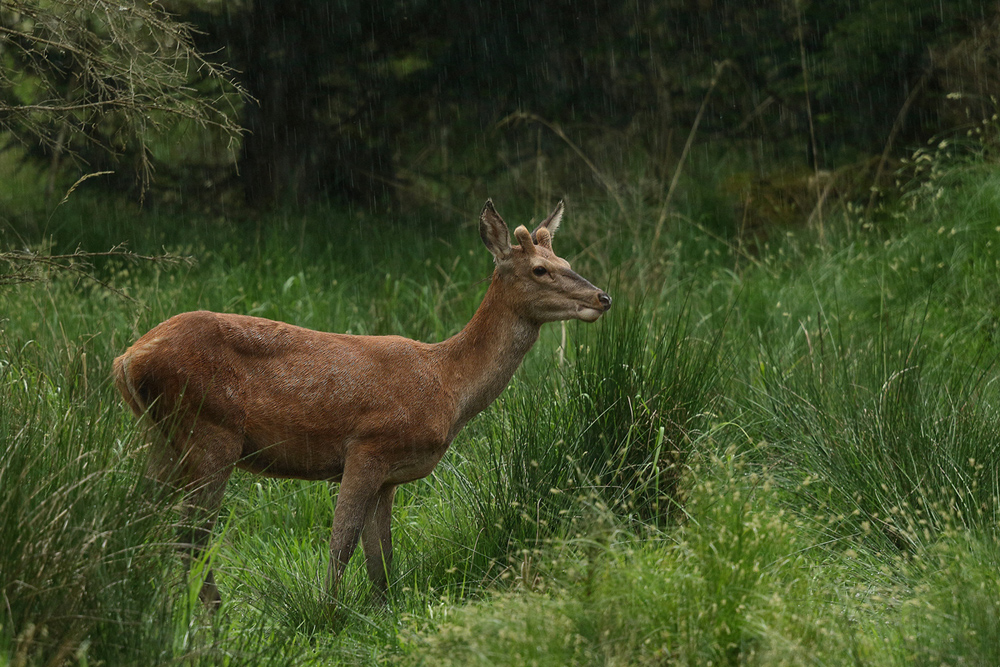 im Regen