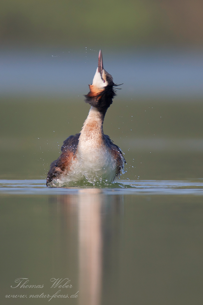 Haubentaucher (Podiceps cristatus9