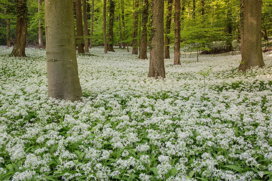 Duftender Waldeinblick