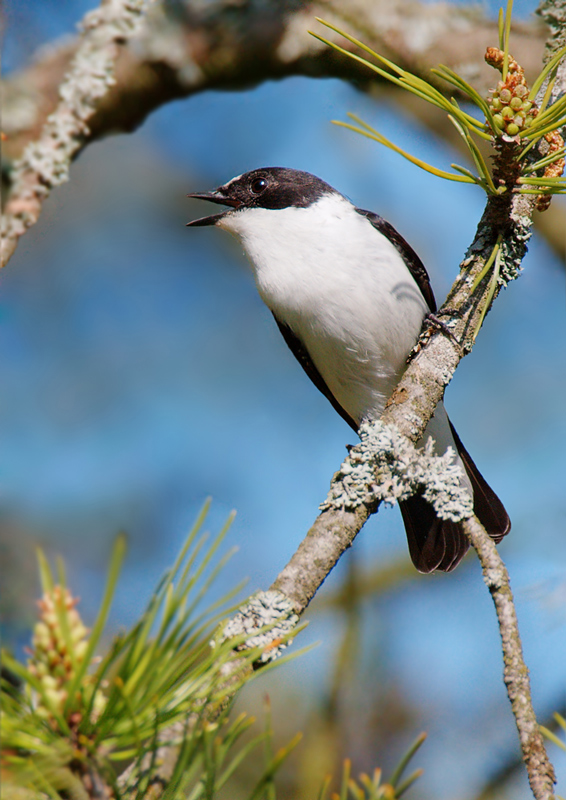 Halsbandschnäpper-(Ficedula-albicollis) - Sichern