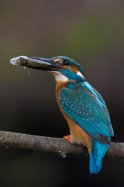 Endlich ein Eisvogel mit Fisch