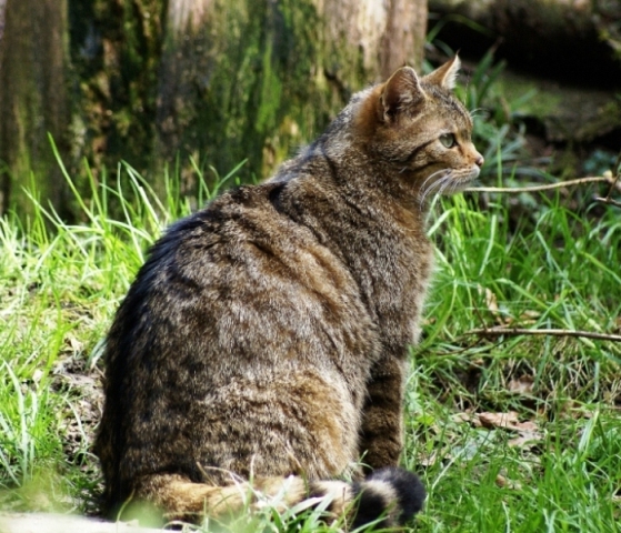 Wildkatze (Felis silvestris)