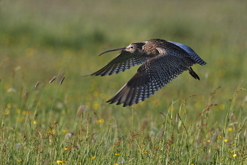 Großer Brachvogel im Flug