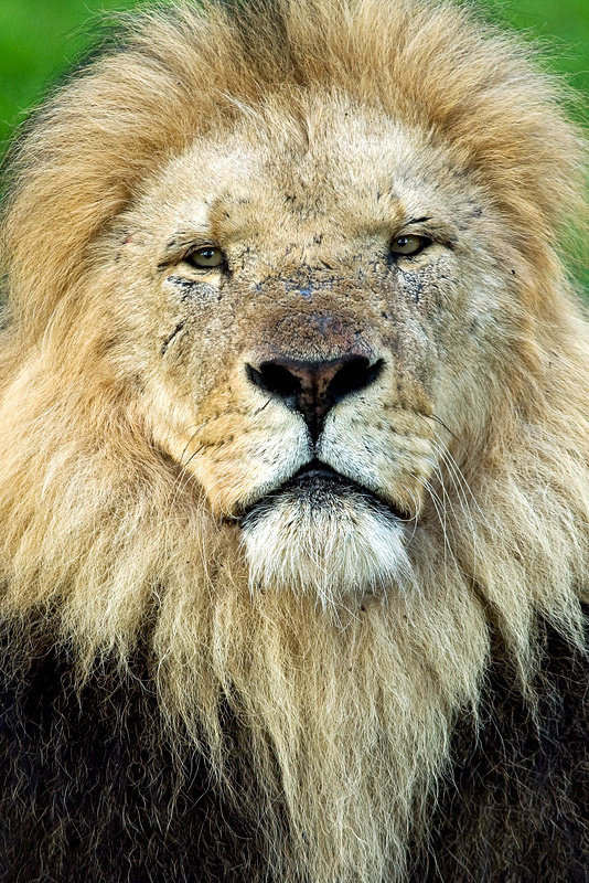 Löwenportrait