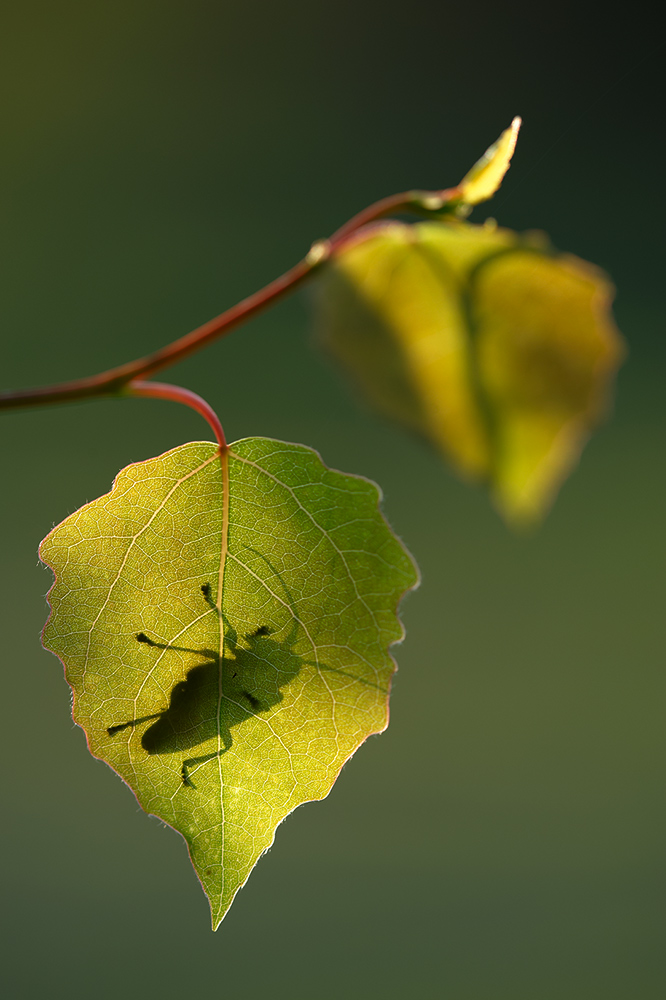 Schattenspiel