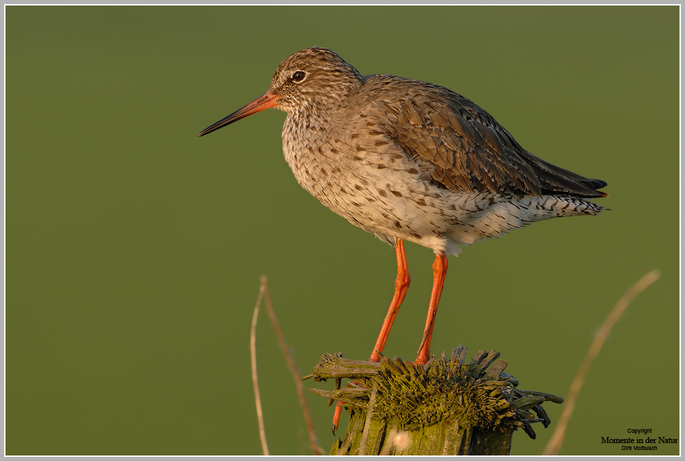 Rotschenkel (Tringa totanus)