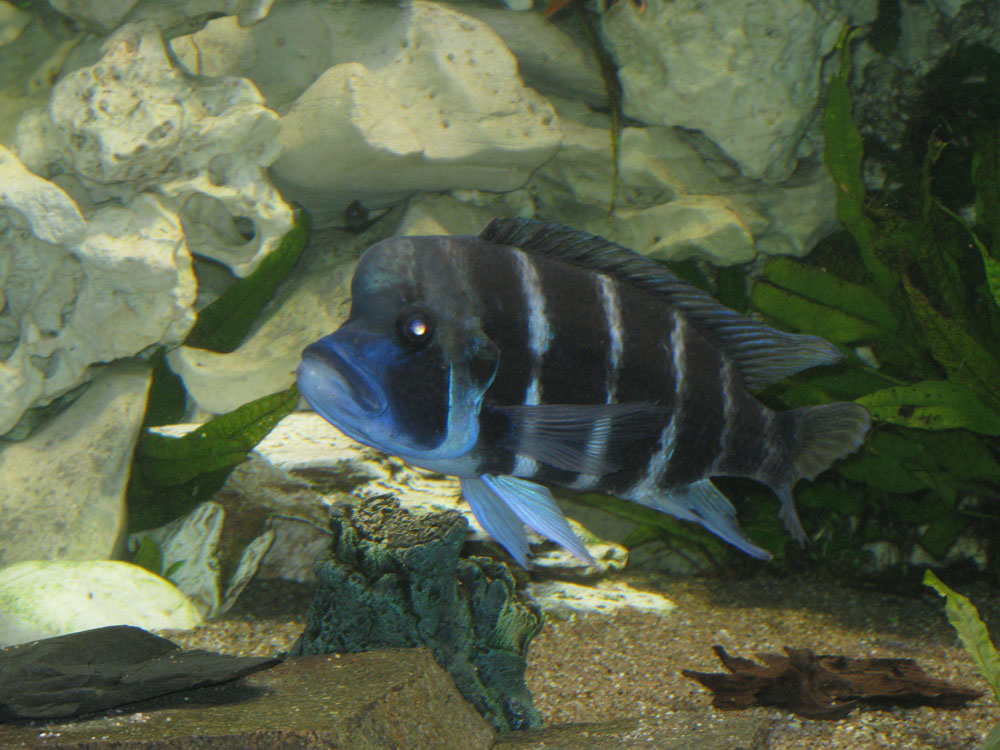 Cyphotilapia Frontosa