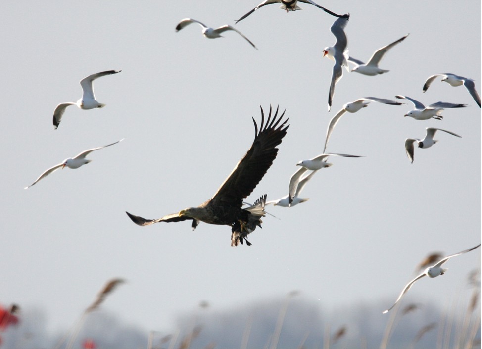 Fliegender Pfeiferpel